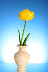 Yellow tulips on blue background