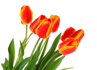 Red tulips on white background