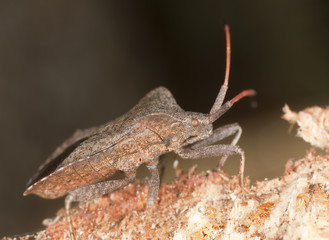 Shield bug sitting on wood