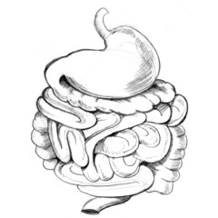 Digestive System