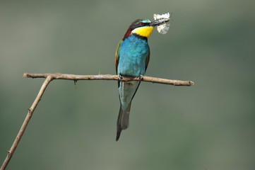 Bee-eater, Merops apiaster