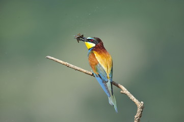 Bee-eater, Merops apiaster