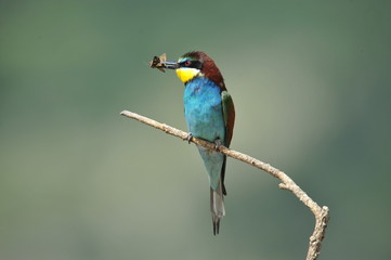 Bee-eater with bee