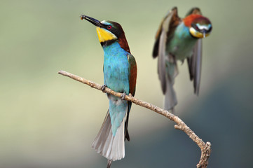 Bee-eater,the marriage between