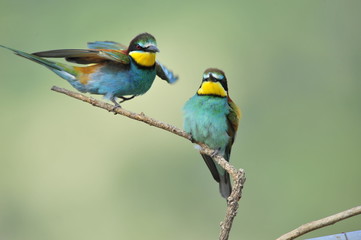 Bee-eater,the marriage between