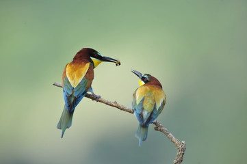 Bee-eater - marriage between