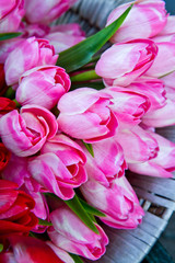 mazzo di tulipani rosa