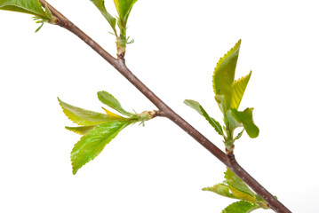 Young branches of cherry