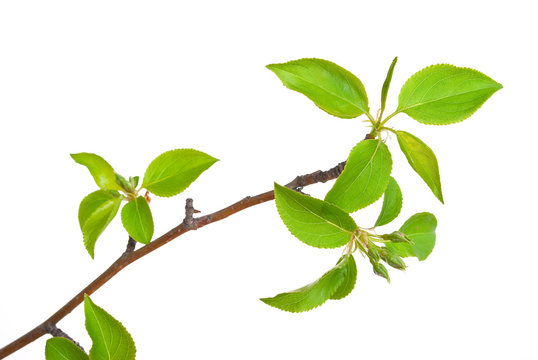 Branch apple tree with spring buds isolated on white