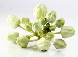 Crown flower