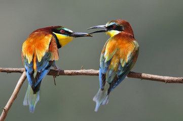 Love story - the marriage period of bee-eater