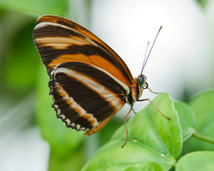 Orange and black butterfly