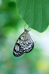 Black and white and green