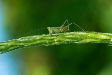 Close-up of grasshopper