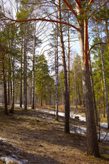 Siberian forest
