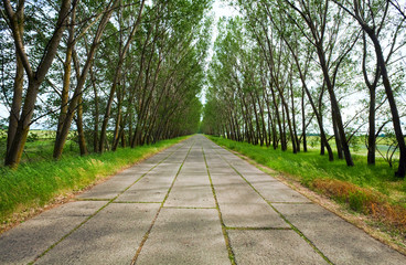 Summer concrete road