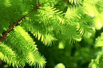 メタセコイアの新緑