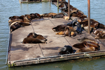 Sea-lions basking at a marina in Astoria Oregon.