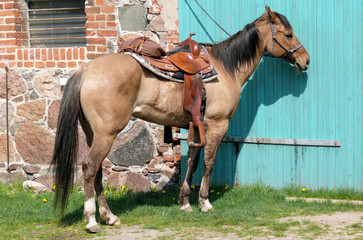 Obraz premium Pferd Equidae