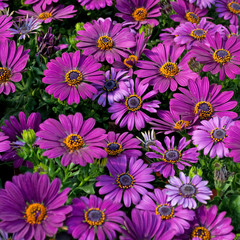 Kapkörbchen - Osteospermum