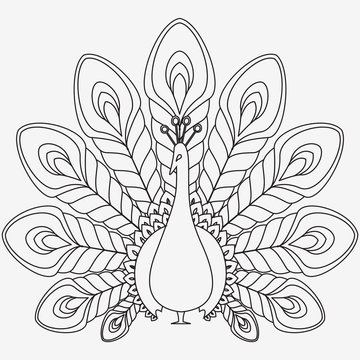 the abstract vector peacock