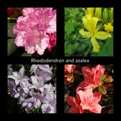 Azalie i rododendrony