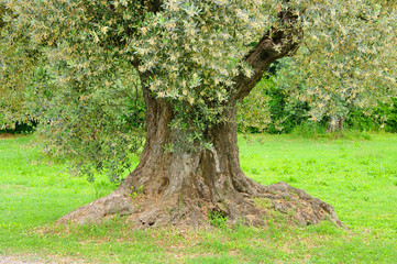 Olivenbaum Stamm - olive tree trunk 14