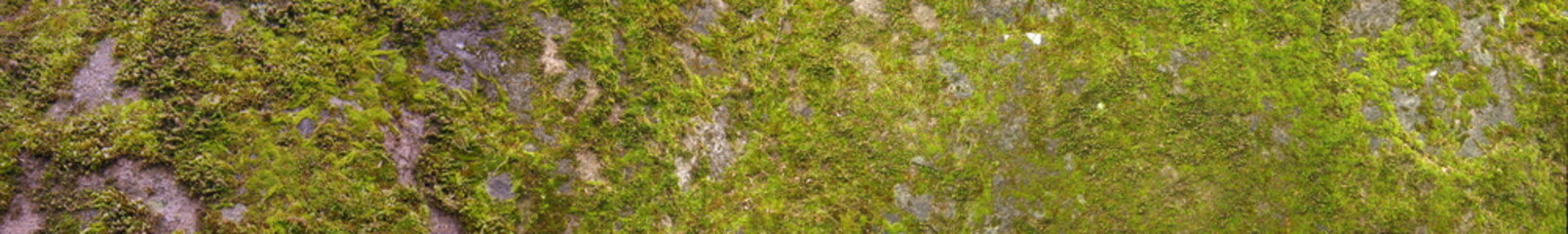 moss