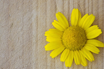 Yellow flower in wood background