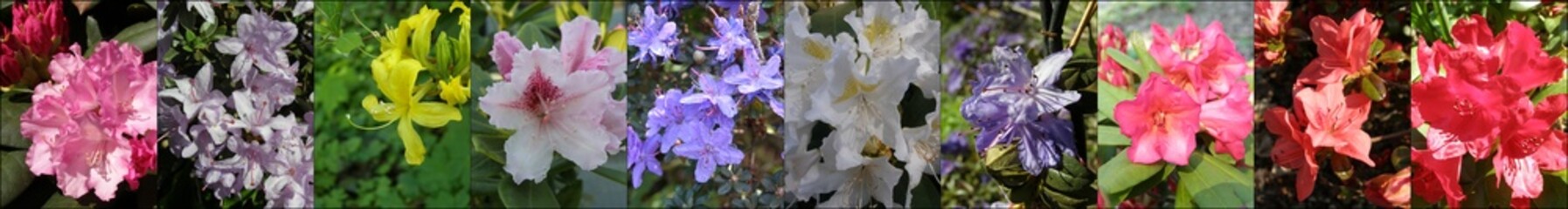 Azalie i rododendrony - obrazy, fototapety, plakaty