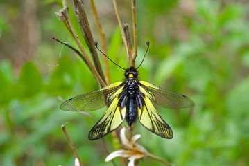 Fototapeta na wymiar Insect (Ascalaphidae) 21