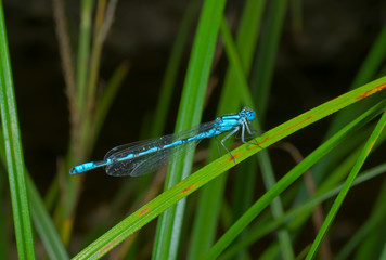 Small dragonfly 7