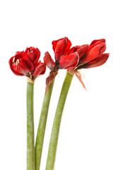 red amaryllis flowers