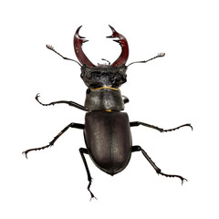 A male stag beetle, isolated on a white background