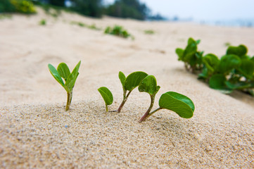 seedling in desert