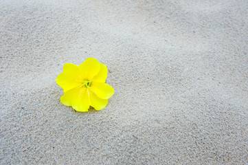 flower on the beach
