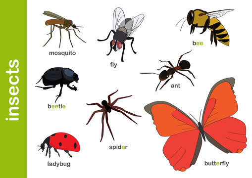 owady / insects