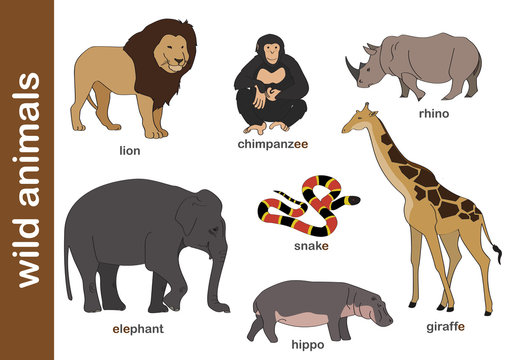 dzikie zwierzęta /  wild animals