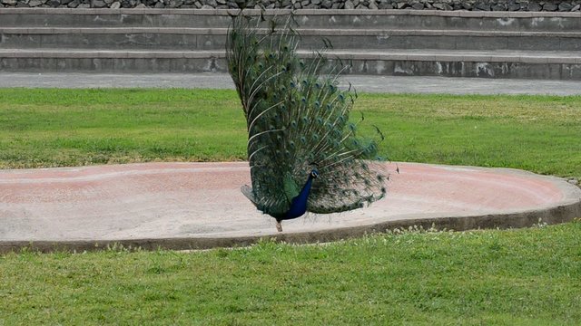 Pfau