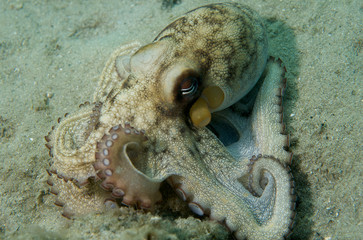 Common Octupus, picture taken in Palm Beach County, Florida. © pipehorse