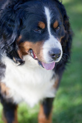 Bernese Mountain Dog (Berner Sennenhund, Bernois)