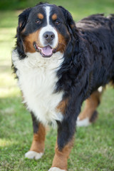 Bernese Mountain Dog (Berner Sennenhund, Bernois)