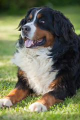 Bernese Mountain Dog (Berner Sennenhund, Bernois)