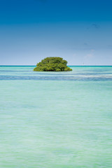 Island of mangrove green forest in a blue ocean in summer