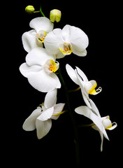 Naklejka na ściany i meble Phalaenopsis. Orchidea na czarnym tle.