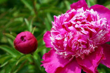 シャクヤク　金雲