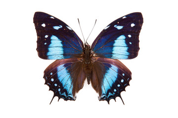 Black and blue butterfly Baeotus japetus isolated