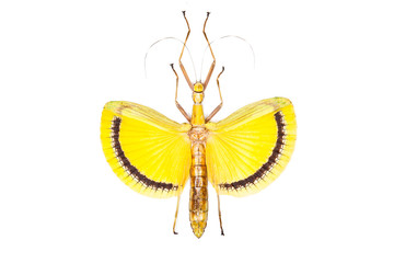 Yellow beetle Tagesoidea nigrofasciata isolated
