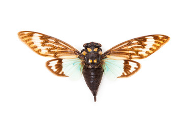 Green and brown cicada Tosena splendida isolated