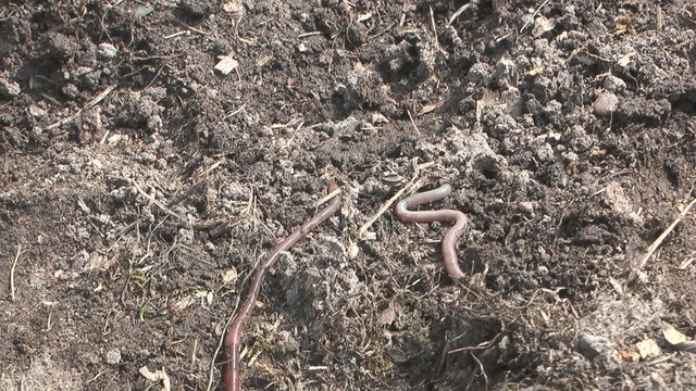 Earthworm crawling on the ground.